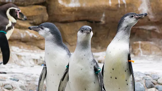 penguins at the zoo