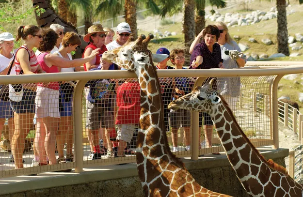 living desert with giraffes