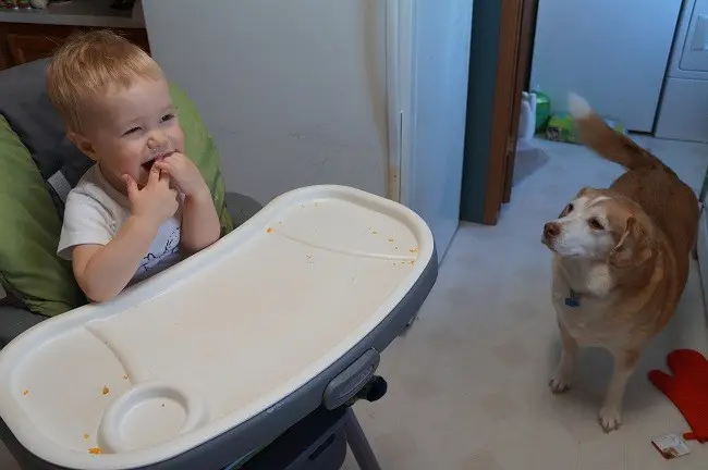 toddler boy laughing in high chair