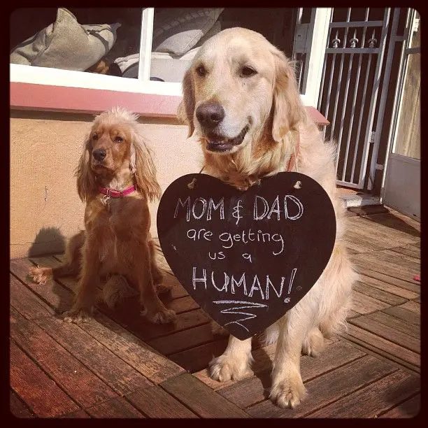 two dogs announcing baby