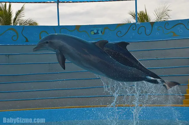 Puerto Vallarta: Dolphin Discovery
