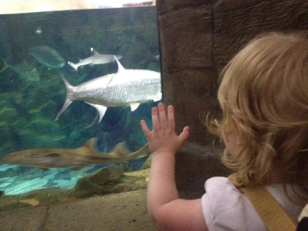 toddler looking at shark