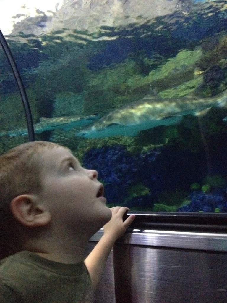 toddler looking at fish tank