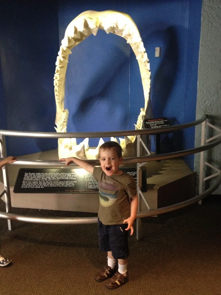 toddler looking at shark jaw