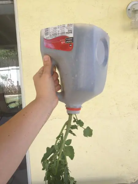 Tomato Planter