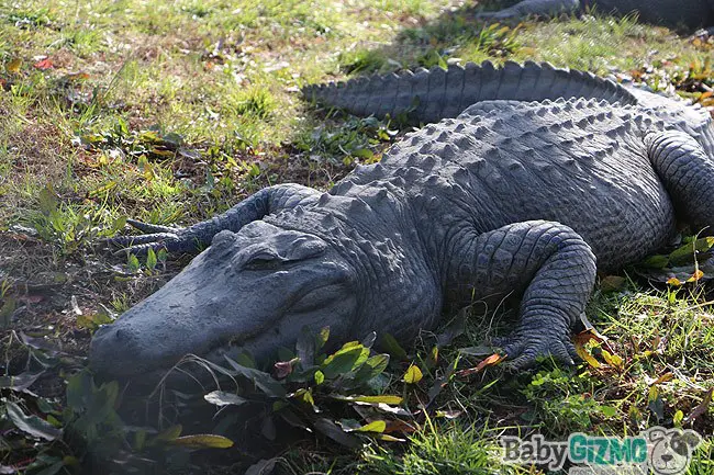 Alligators in the grass