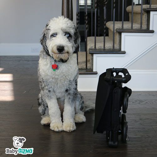 GB Pockit next to an aussiedoodle