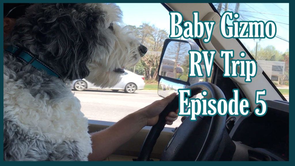Baby Gizmo RV travel