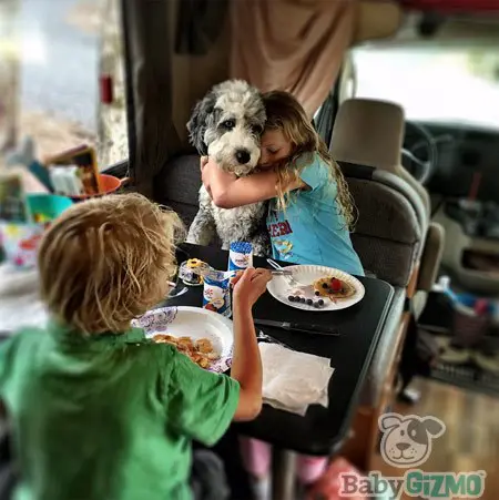 RV Travel with a Dog