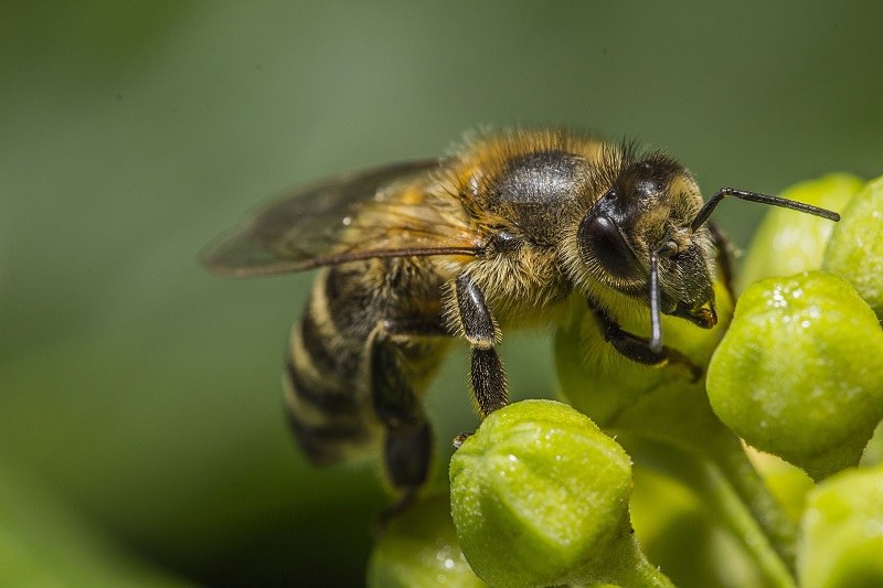tips: treating a bee sting