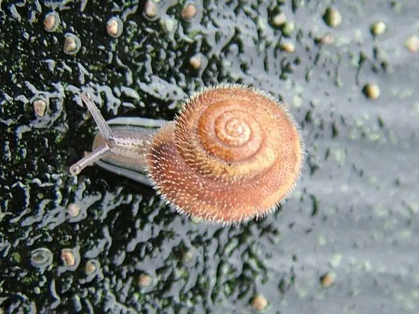 Hairy pink snail