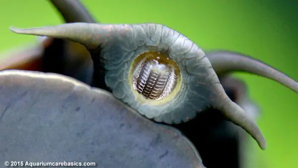 mystery-snail-mouth-teeth-tentacles