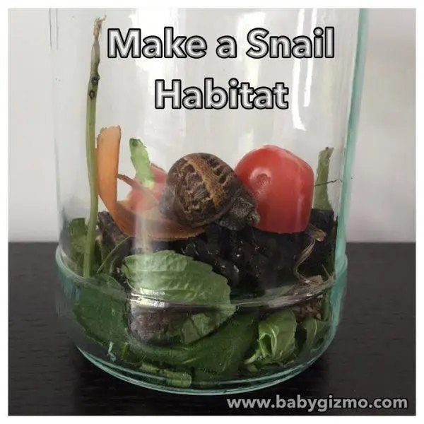 How To Make A Simple Snail Habitat