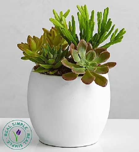 succulents in white pot