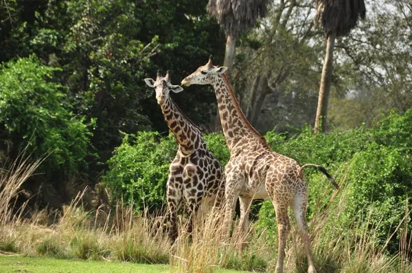 Disney giraffes Animal Kingdom