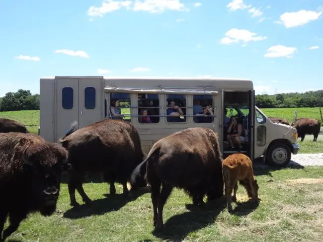 buffalo park 