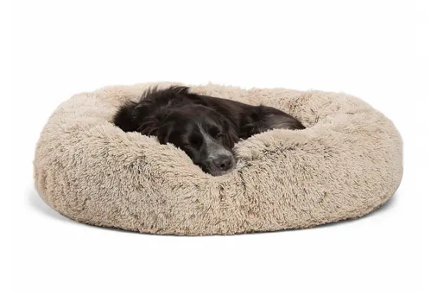 dog bed