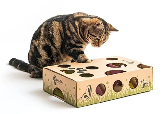 cat playing a game