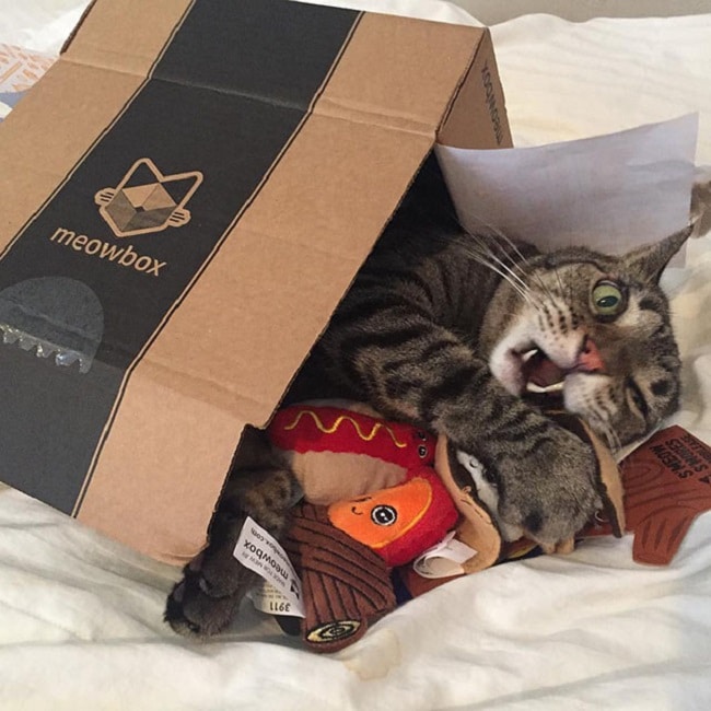 meow box with kitten