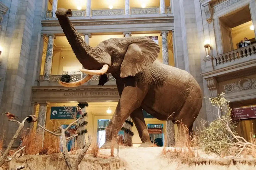 Smithsonian National Museum Elephant