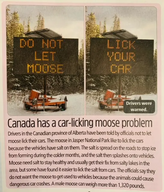canada has moose licking problem article