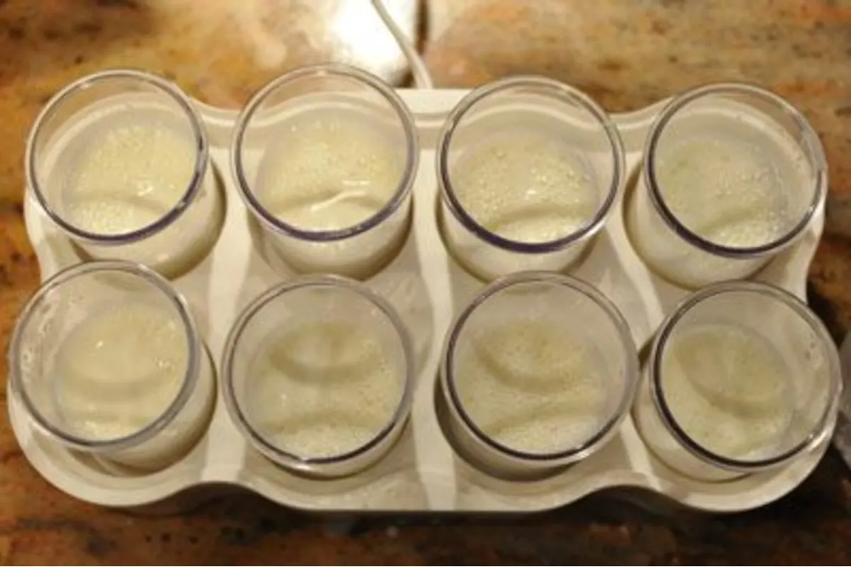 8 homemade plain yogurts in a tray 