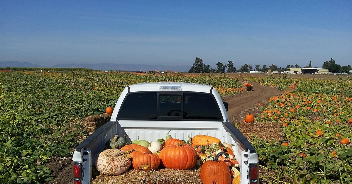 Pumpkin Patch with White Truck