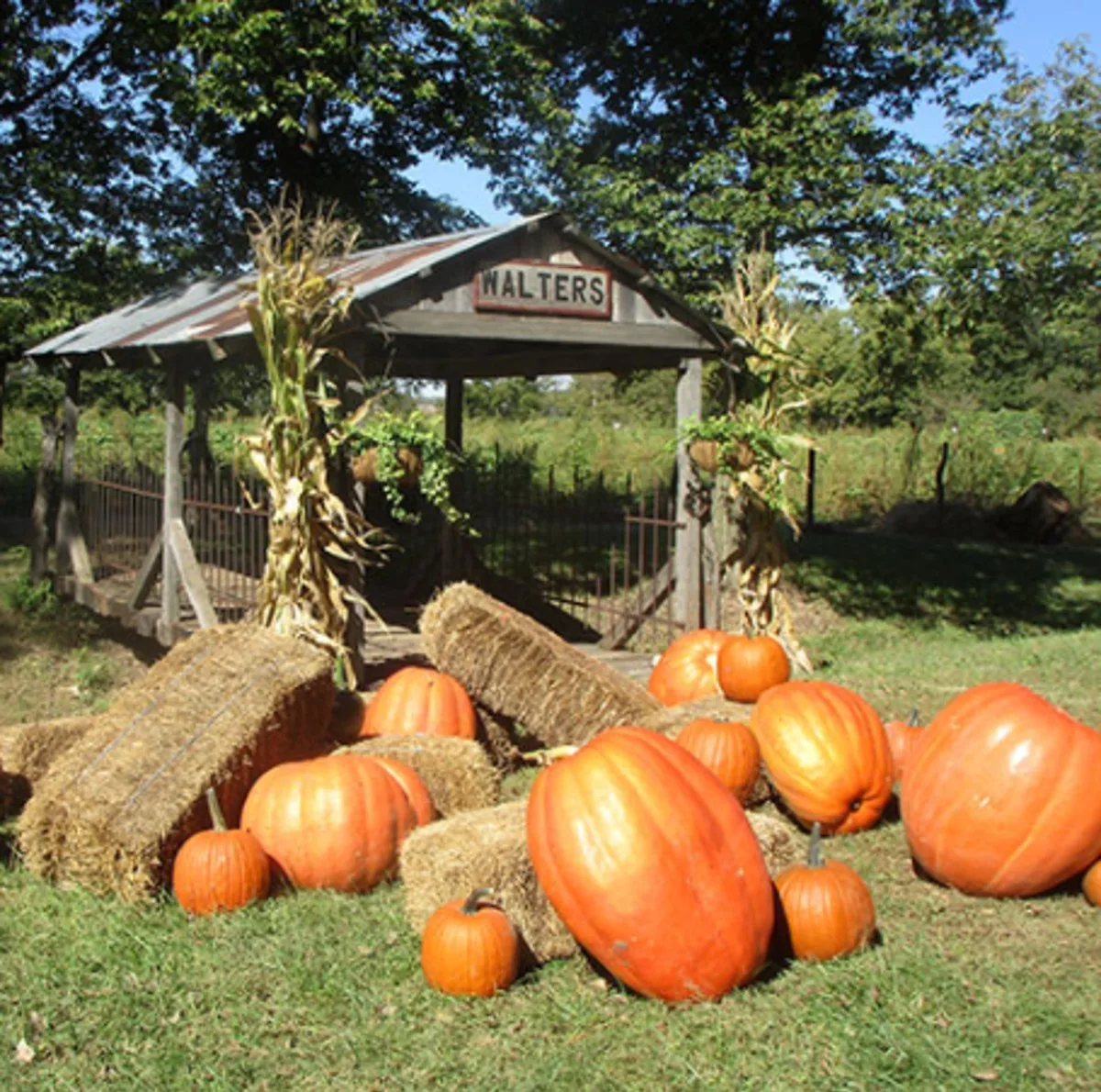 Walters Pumpkin Patch